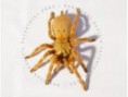 tarantula usumbara